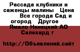 Рассада клубники и саженцы малины › Цена ­ 10 - Все города Сад и огород » Другое   . Ямало-Ненецкий АО,Салехард г.